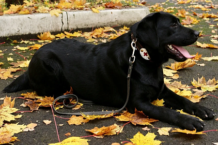 Щенку, родившемуся в России от суррогатной матери, исполнился год