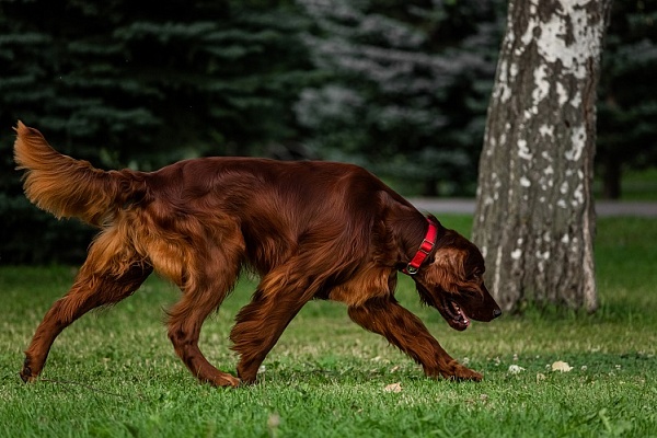 Как отучить собаку бежать к другим питомцам на улице - эффективные методы тренировки