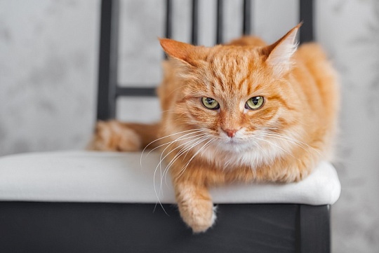 Пушистый шпион: вы не спрячетесь от своей кошки!