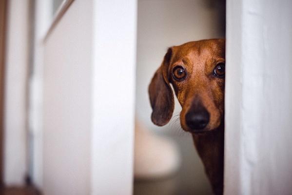 Собака боится громких звуков: что делать и как отучить бояться салютов, петард, фейерверков и грома