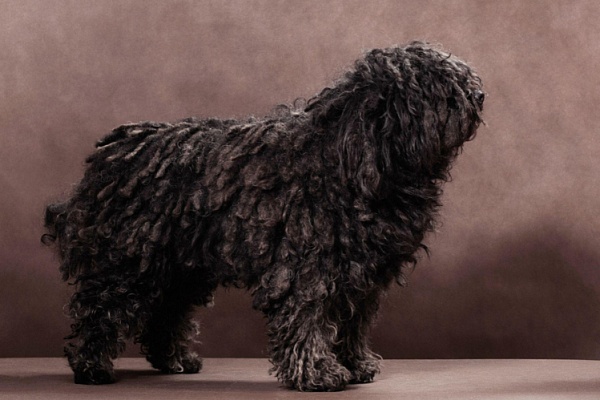 Венгерский пули