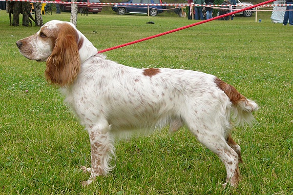 Русский охотничий спаниель