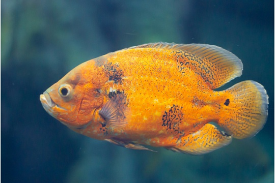 Астронотус: претендент на Оскара 