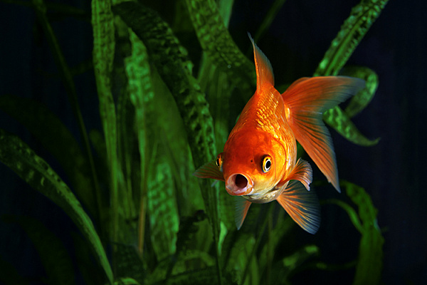Почему в аквариуме мутная вода и что делать: 10 советов новичкам