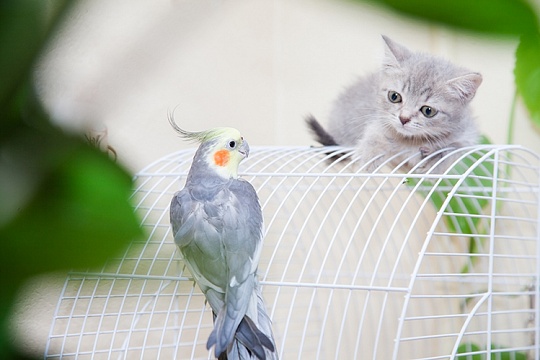Как подружить кота и попугая? Как подружить кота и попугая?