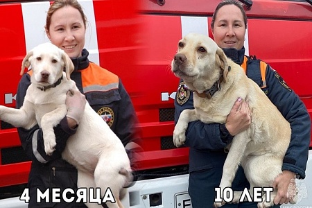 Лабрадор Каролина из Удмуртии стала лучшим ветераном кинологической службы МЧС