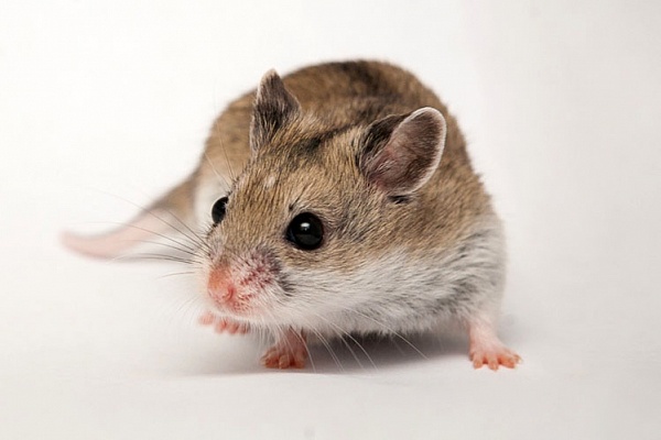 Китайский хомяк