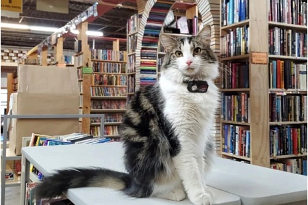 Кот из книжного магазина помог найти дом 200 собратьям 