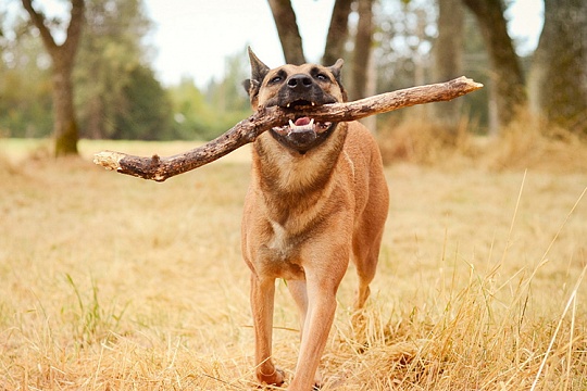 Можно ли собаке грызть палки Можно ли собаке грызть палки