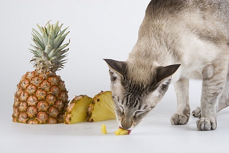 Бромелайн в составе кормов