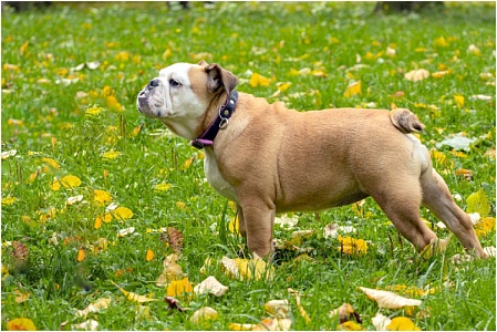 Породы собак без хвоста (ну или почти)