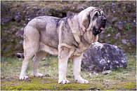 Испанский мастиф