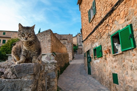 В Испании запретили продажу домашних питомцев с рук в интернете