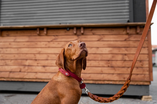 Может ли налог на собак снизить количество бездомных животных  Может ли налог на собак снизить количество бездомных животных