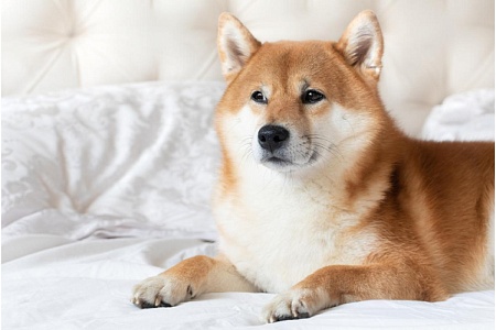 В РКФ рассказали о признаках нервного напряжения у собак