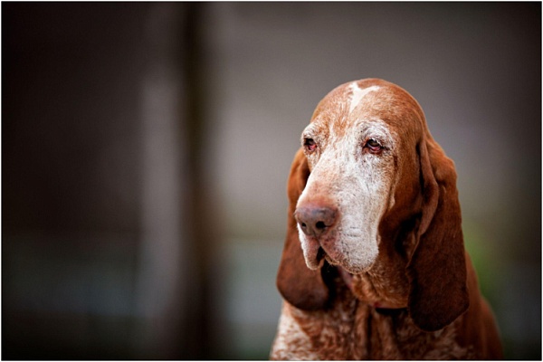 Как продлить жизнь питомца