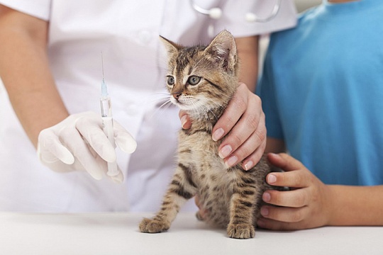 Когда прививать котенка? Когда прививать котенка?