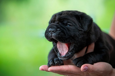 Что должно быть в доме, в котором живет щенок