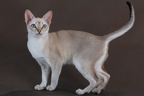 Сингапурская кошка Сингапурская кошка