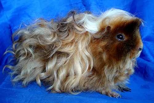 Морская свинка лункария