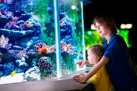 Памятка начинающему аквариумисту