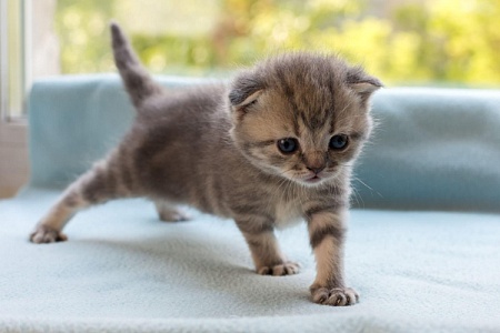 Как назвать вислоухого кота-шотландца