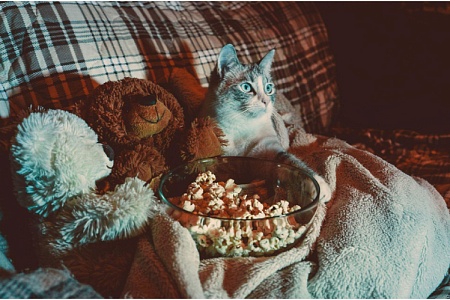 Почему кошки смотрят телевизор и не опасно ли это для их здоровья 