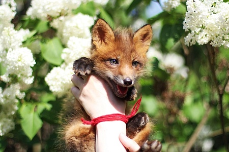 Появился обновленный список животных, запрещенных к содержанию