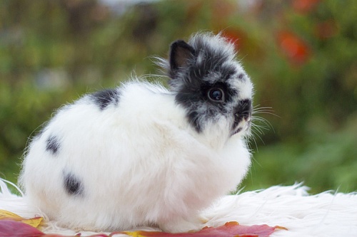 Львиноголовый кролик Львиноголовый кролик