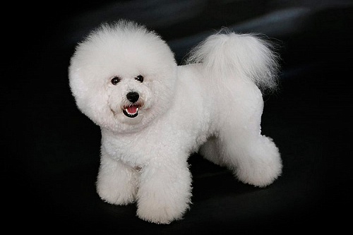 Бишон фризе