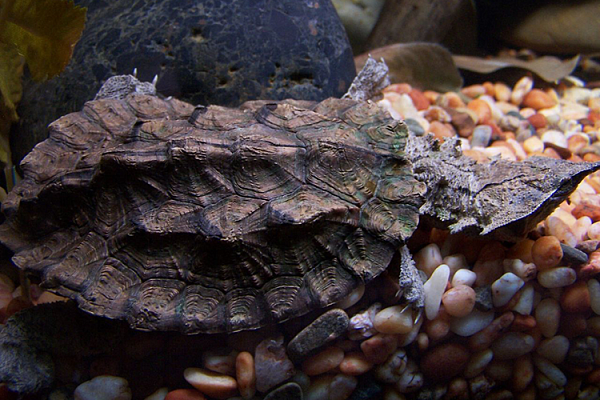 Бахромчатая черепаха (матамата)