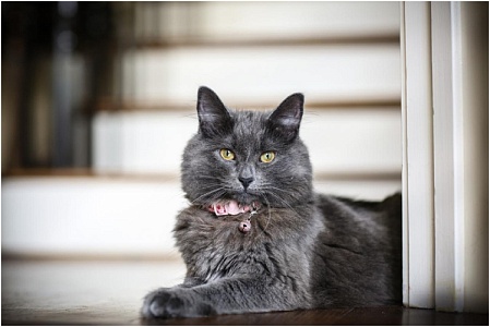 В России создали умный ошейник для определения состояния здоровья кошки по ее голосу