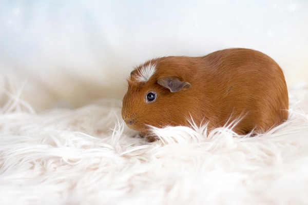 Морская свинка крестед