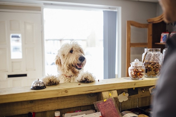 Российские отели смогут получить официальный значок Pet Friendly для размещения питомцев
