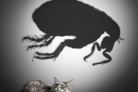 Откуда у домашней кошки блохи