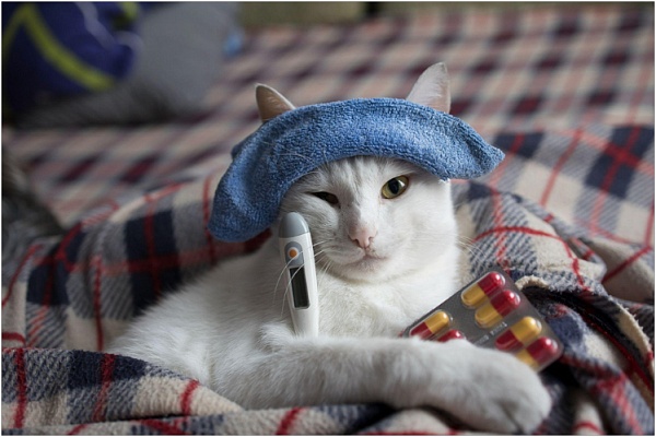 Микоплазмоз кошек: болезнь, которая притворяется простудой