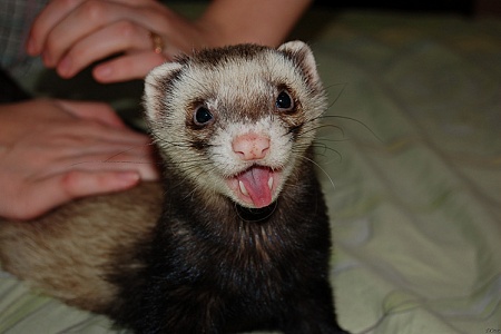 Линька у хорьков