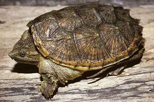 Каймановая черепаха