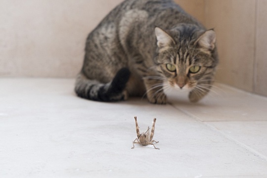 Большинство владельцев кошек и собак готовы кормить своих питомцев рационами из насекомых: исследование