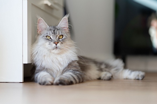 Кошка гуляет сама по себе. Или все-таки нет? Кошка гуляет сама по себе. Или все-таки нет?