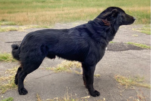 Тыва ыт (тувинская собака) Тыва ыт (тувинская собака)