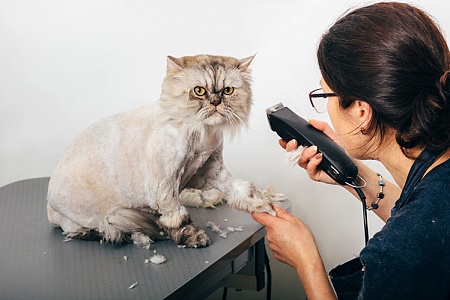 Нужно ли стричь кошек