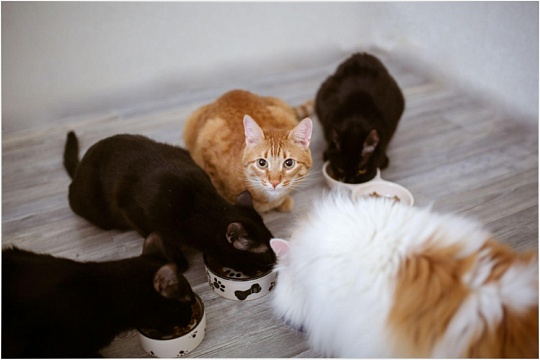 Классы кормов для кошек
