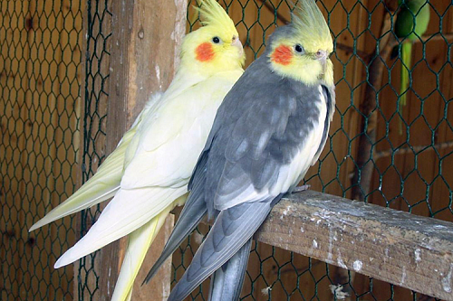 Попугаи корелла