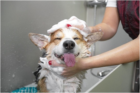 Можно ли мыть собаку человеческим шампунем