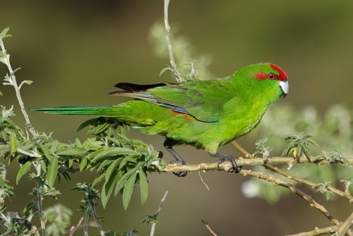 Попугай какарик