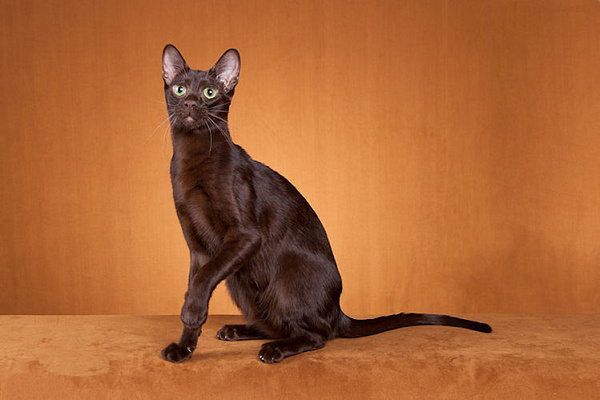 Породы кошек с описанием и фото Havana