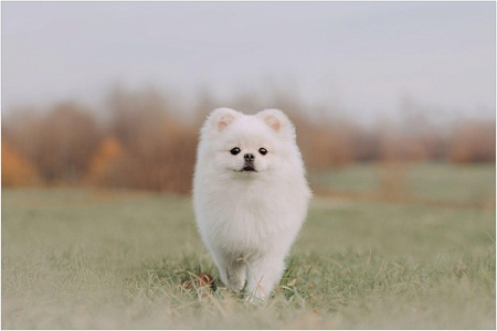 Как назвать белую собаку