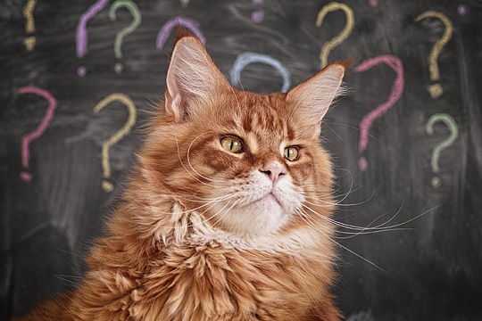 Зачем кошке таурин Зачем кошке таурин