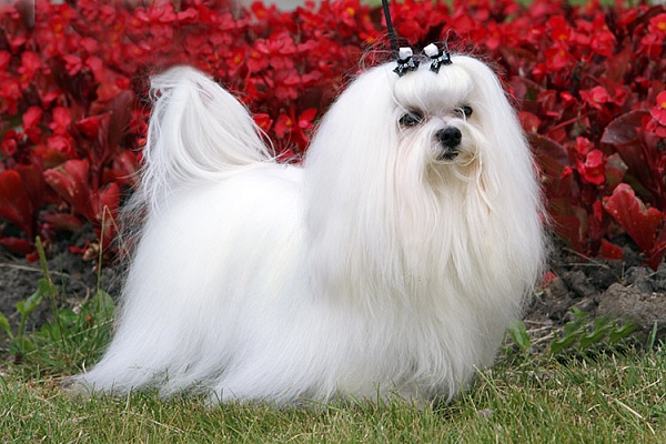 Мальтийская болонка